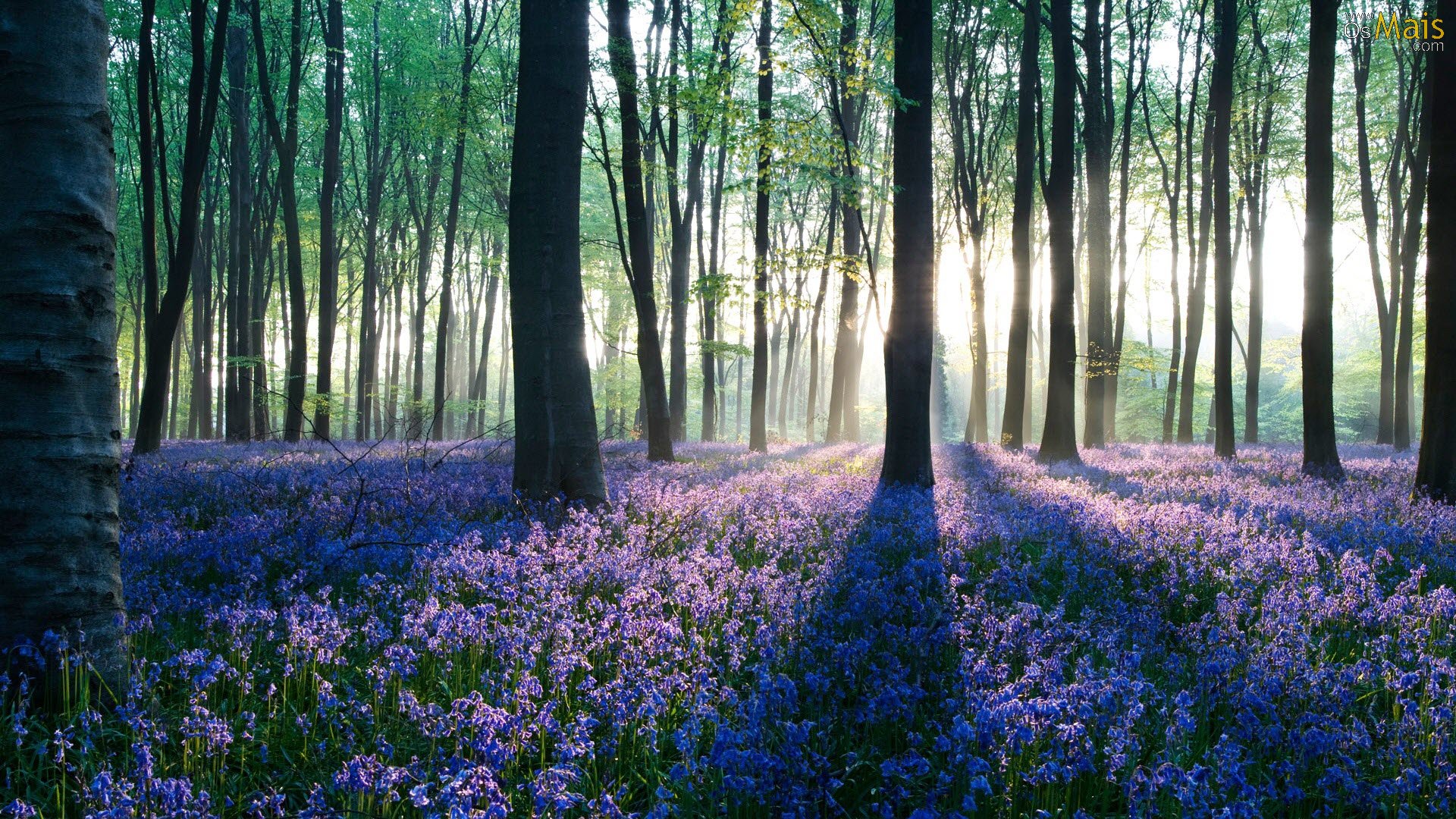 UN BOSQUE EN UN FONDO DE PANTALLA - IIFACe